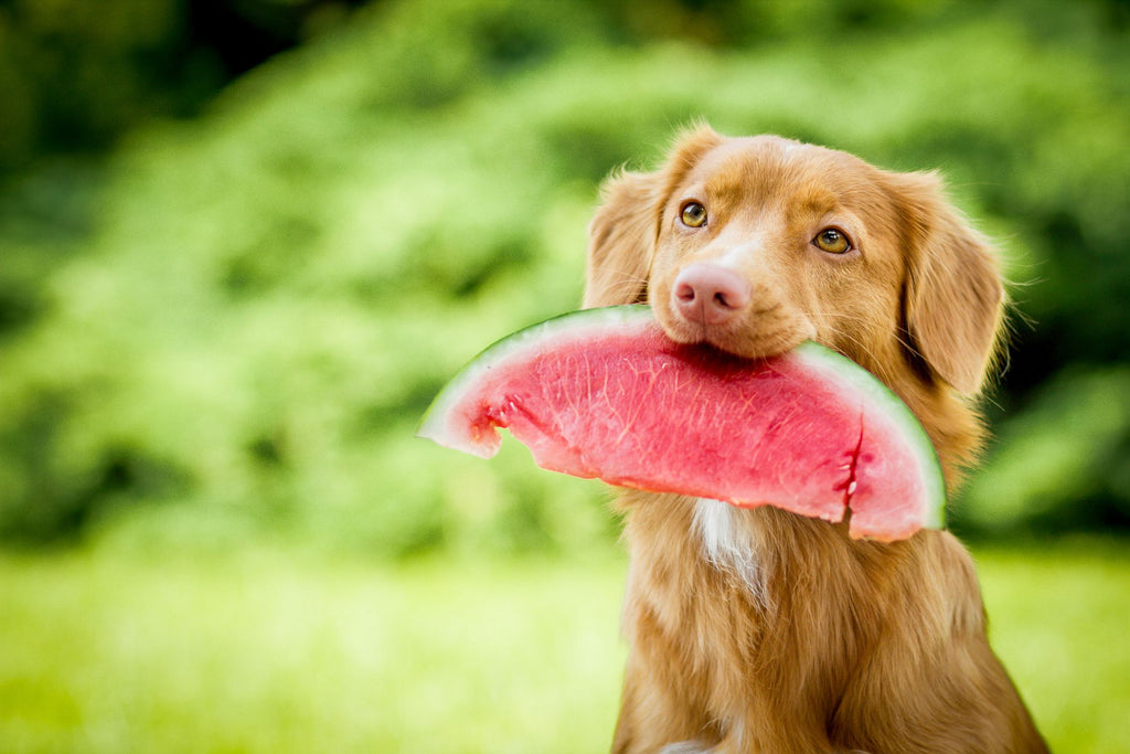 Frugt og hunde: Hvad du skal vide om æbler, vandmelon, bananer og vindruer