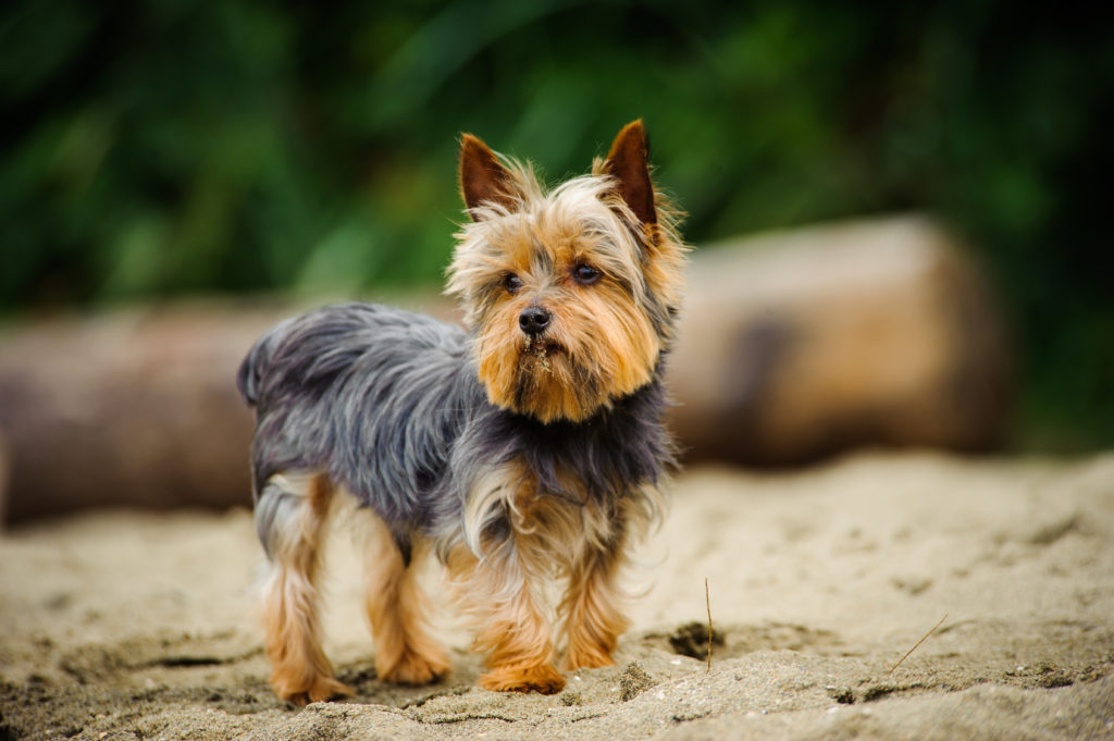 10 Miniature Hunderacer: Charme og Skønhed i Lille Størrelse