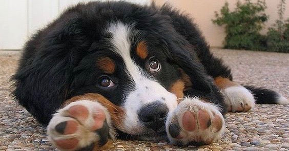 8 tegn på at din hund er stresset