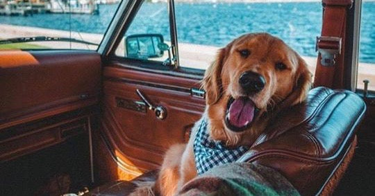 7 ting du skal huske til din hund på rejsen