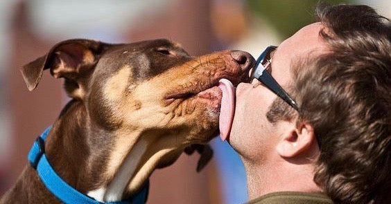 5 årsager til din hund slikker dig i ansigtet