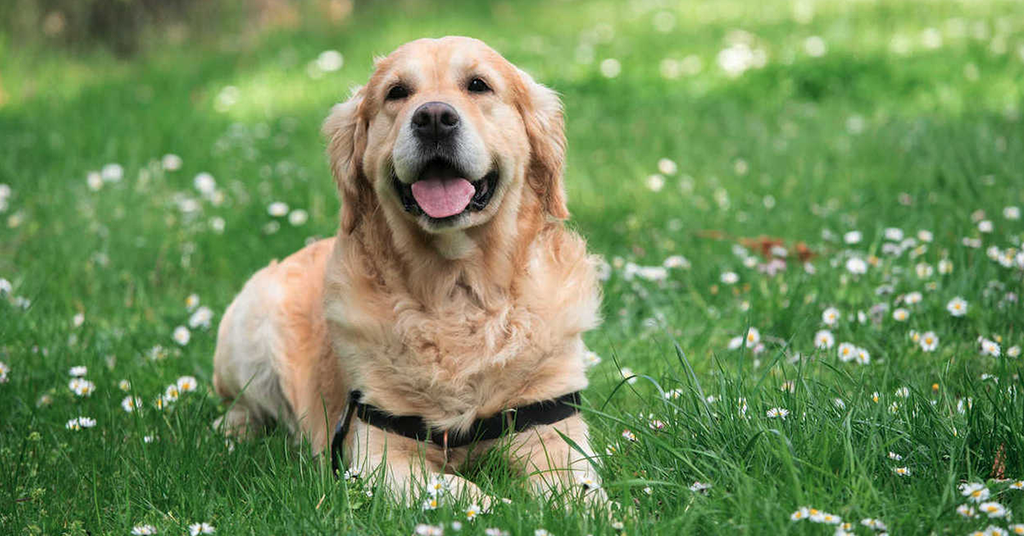 Raceportræt: Lær alt om Golden Retriever