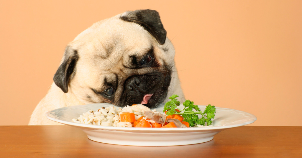 10 fødevare du ALTID kan dele med din hund