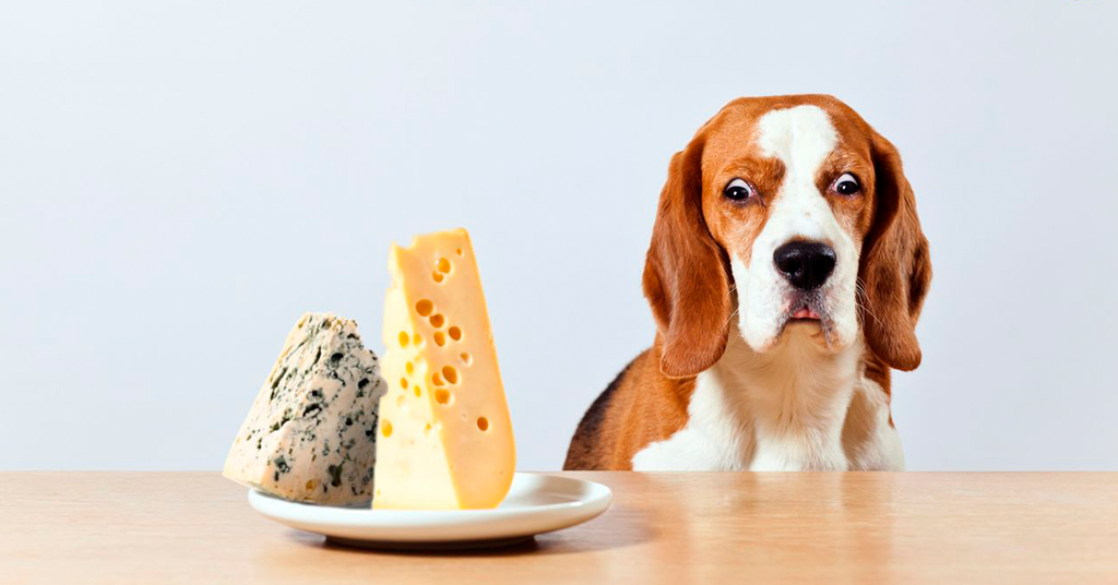 10 fødevarer du IKKE må give din hund
