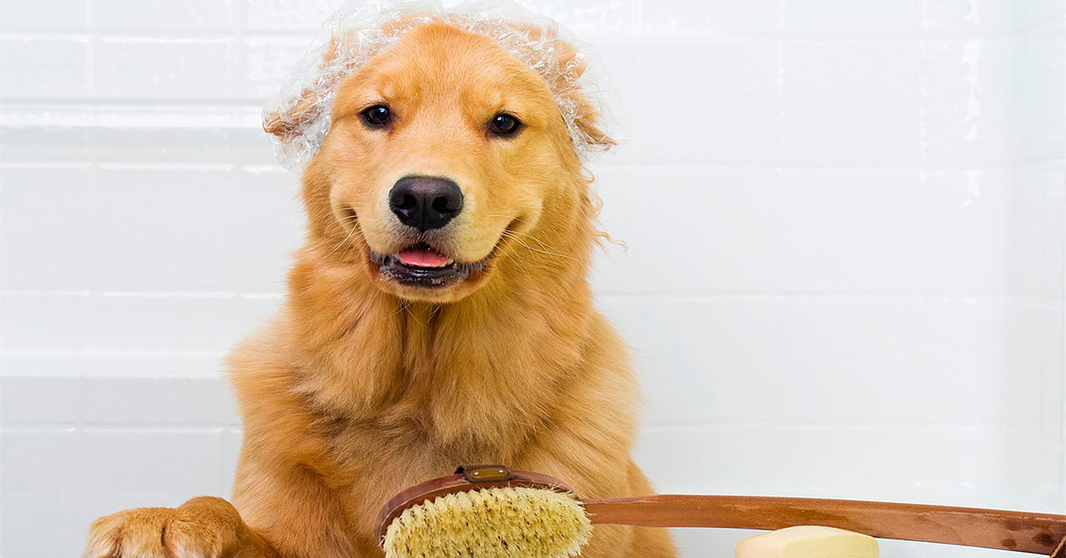 7 tips til du bedst bader hund - Hundeblog fra Luxvuf.dk
