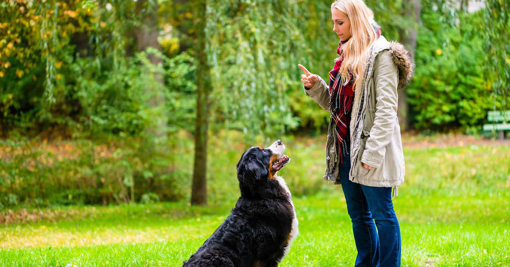 7 gyldne tricks: Sådan lydighedstræner du din hund
