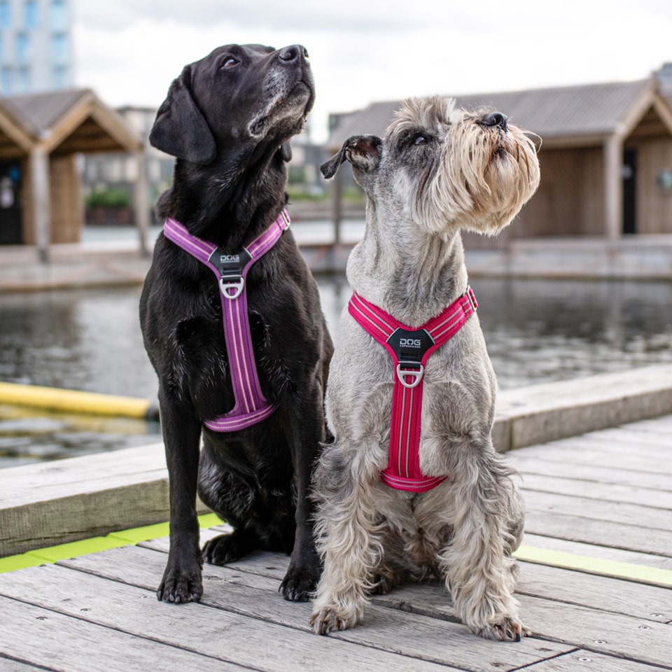 Opdag den ultimative frihed og komfort med hundeseler fra Dog Copenhagen