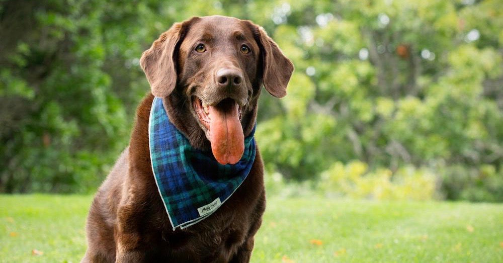 20 lækre hundeprodukter du aldrig har set før