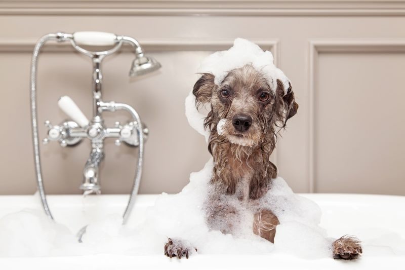 6 ofte stillede spørgsmål om hundebadning