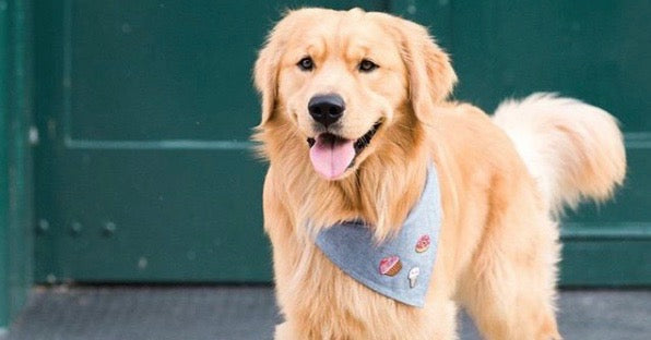 8 ting din hund ikke kan undvære til sommer
