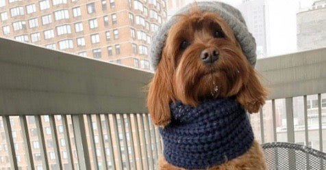 6 gode grunde til at klæde din hund  på i kulden