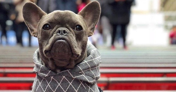 25 ting du IKKE vidste om en Fransk Bulldog