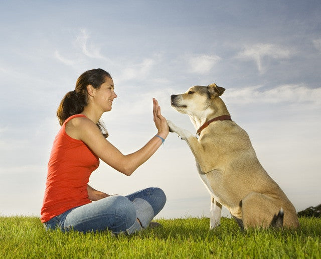 7 tricks din hund SKAL kunne