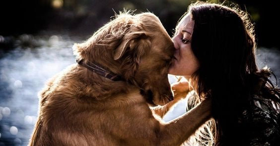 10 tegn på at din hund elsker dig