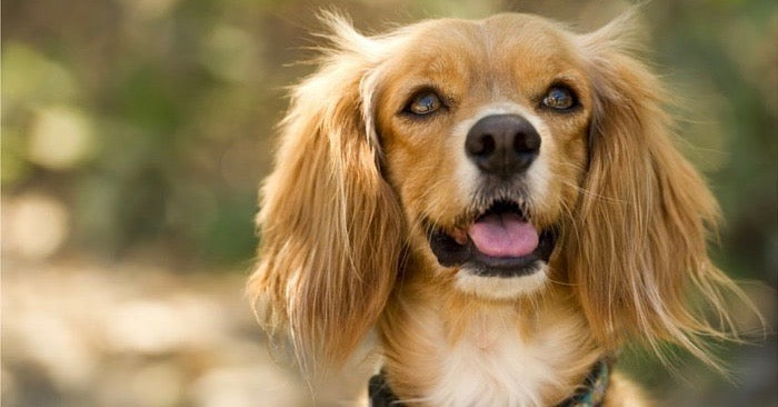 10 hunderacer der aldrig vokser fra deres hvalpe look