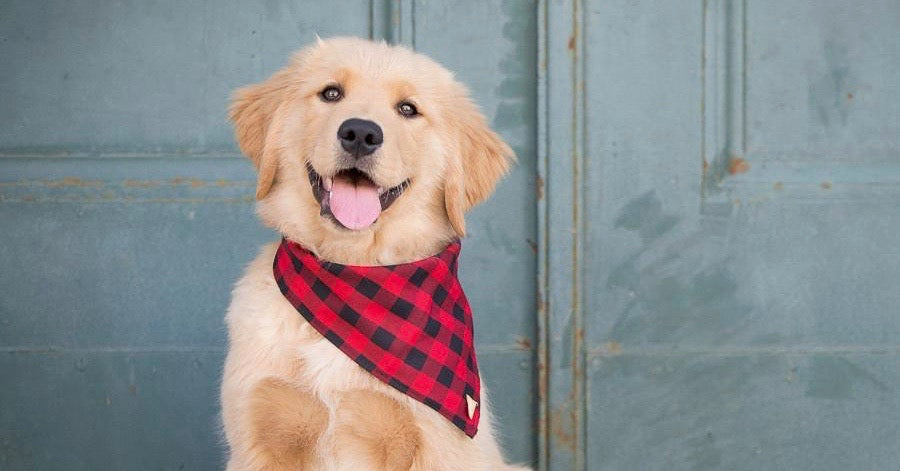 9 tips til at gøre din hund mere lykkelig