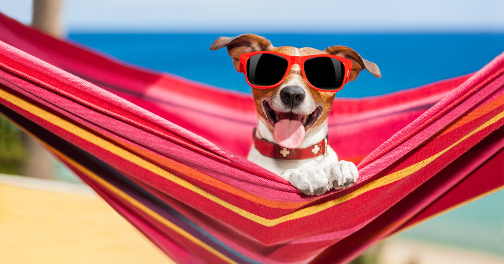 6 gode råd til din hund til sommer