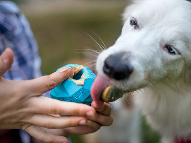 aktivitetslegetøj til hunde