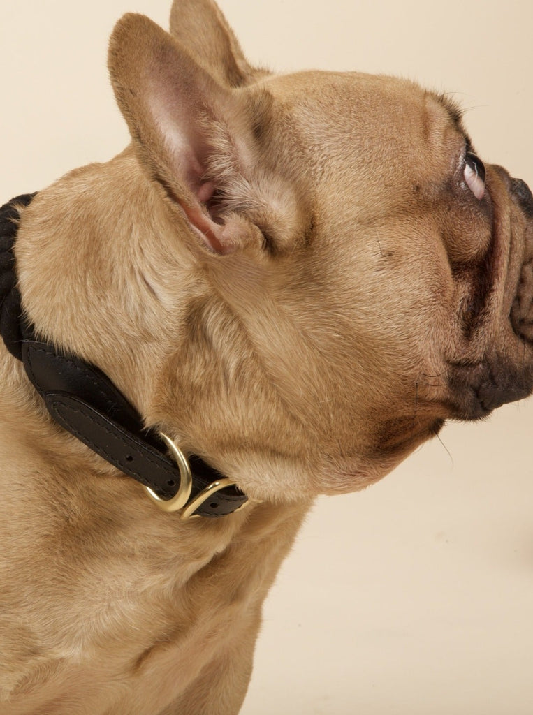 Hundehalsbånd fra York i reb-look | Klassisk og ren sort –