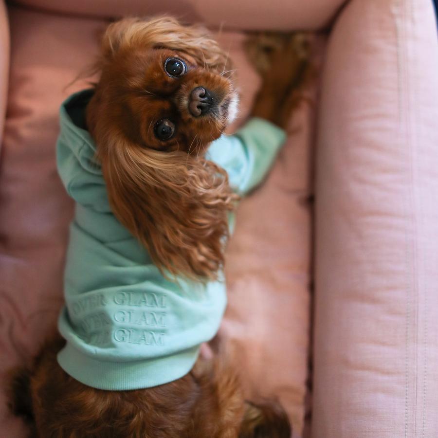 Cavalier king charles spaniel trøje til hunde