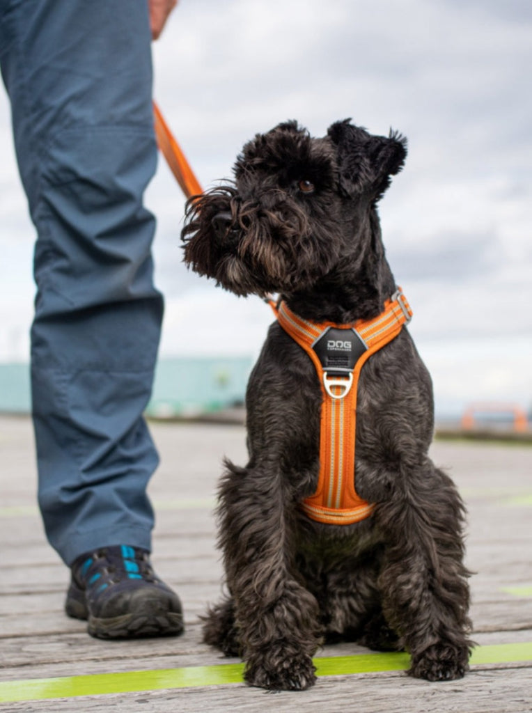 lækker sele til hunde