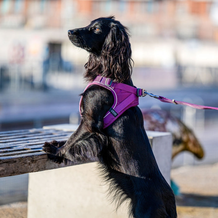 hundesele med reflekser 