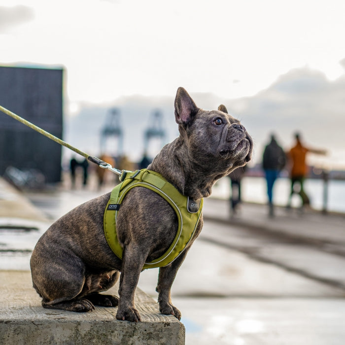 hundesele til små hunde