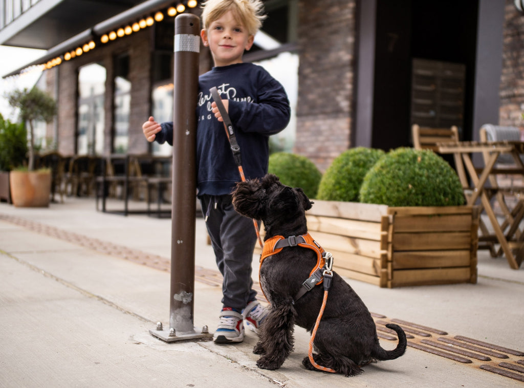 holdbar sele til hunde