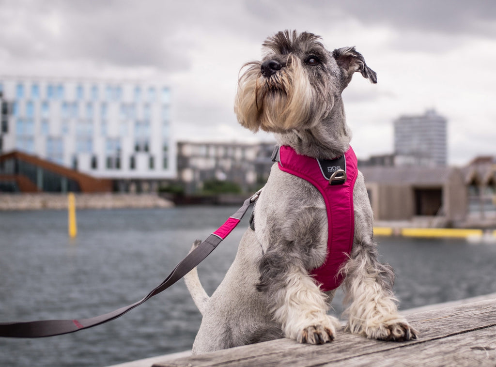 holdbar sele til hunde