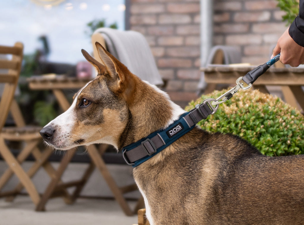 hundehalsbånd i god kvalitet