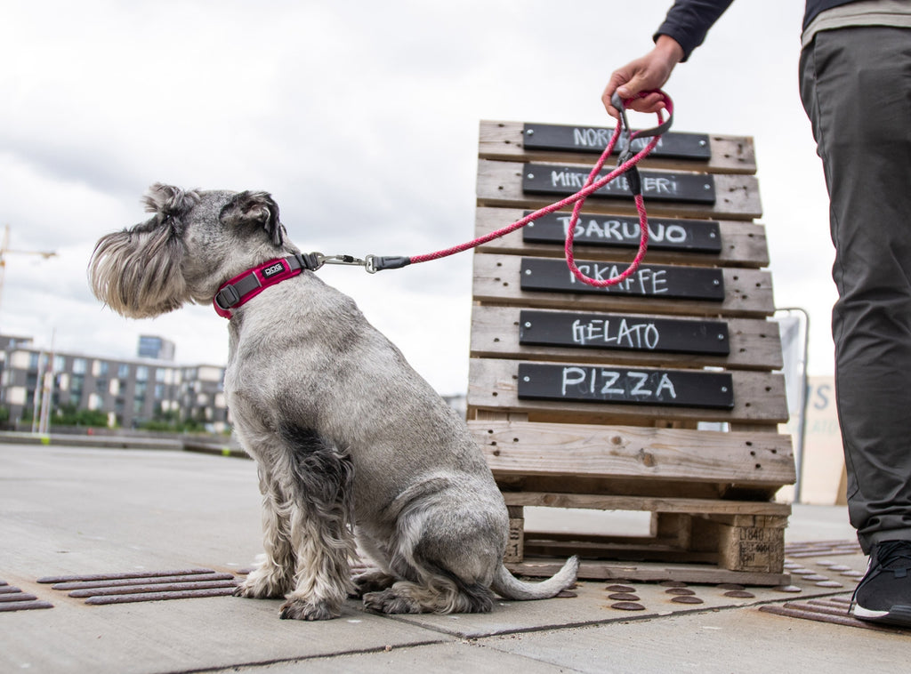 komfortabelt hundehalsbånd