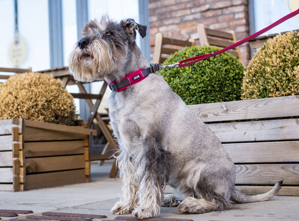 moderne hundehalsbånd