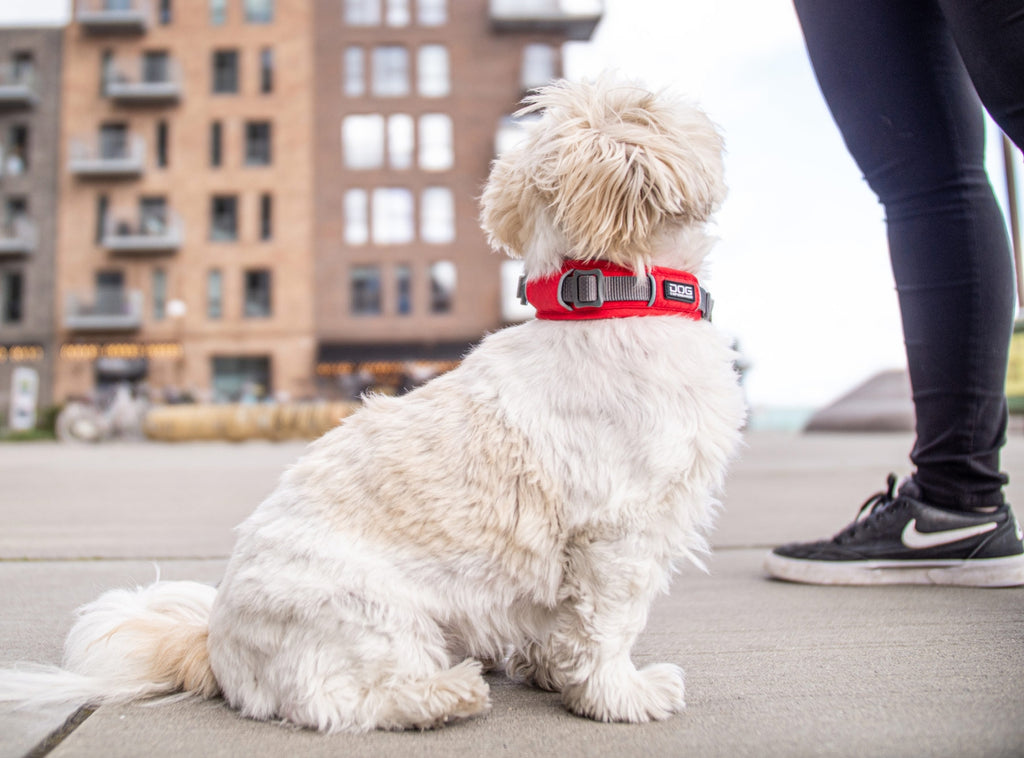 smart hundehalsbånd urban explorer