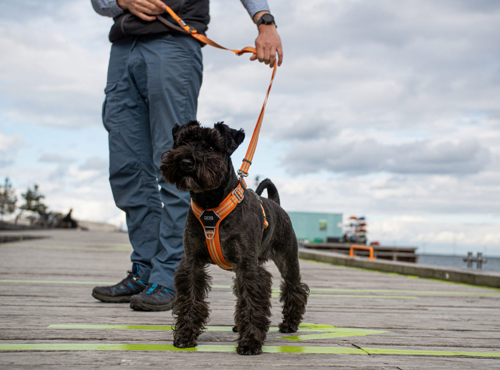 robust hundesnor