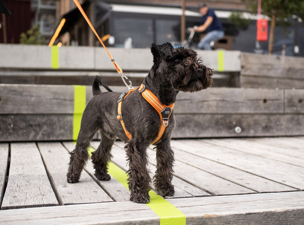 lækker hundesnor